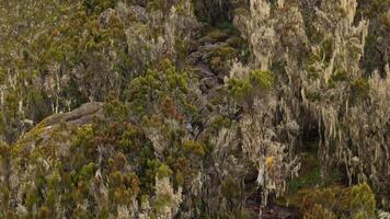 Hiker trekking through Kilimanjaro alpine forest trail video