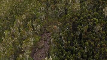 Remote hiking trails winding through the Kilimanjaro wilderness video