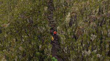 Rocky mountain path winding through Kilimanjaro alpine forests video