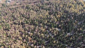 Dense mixed forest in Sheregesh with snow and autumn foliage video