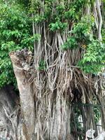 A large banyan tree with aerial roots cascading down its trunk. The tree has lush green leaves, and part of its trunk appears cut or damaged, revealing inner wood textures. photo