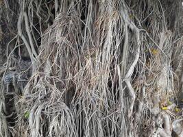 A large banyan tree with aerial roots cascading down its trunk. The tree has lush green leaves, and part of its trunk appears cut or damaged, revealing inner wood textures photo