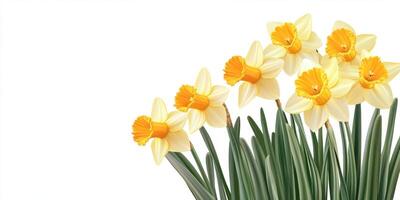Bright yellow daffodils bloom in a vibrant display at springtime garden photo
