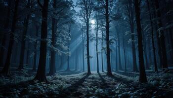 A dark forest with trees and moonlight photo