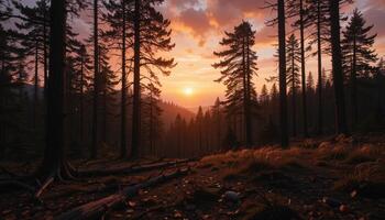 A forest scene with the sun setting in the distance photo