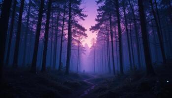 A path through the woods at sunset photo