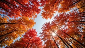 Autumn trees in the forest with bright red leaves photo