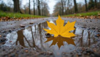 A yellow leaf sits on the ground in a puddle photo