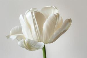 Single White Tulip Flower Against A Neutral Background photo