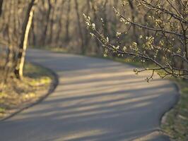 Spring Blossoms Frame Winding Forest Path photo