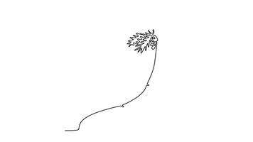 Animated self drawing of continuous line draw cocos nucifera. Decorative coconut palm tree concept for plantation company logo and home art wall decoration poster print. Full length one line animation video