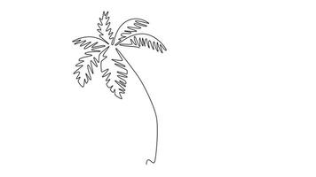 Animated self drawing of continuous line draw coconut tree logo icon. Decorative cocos nucifera, beach palm tree family concept for greeting hello summer post card art. Full length one line animation video