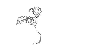 Animated self drawing of continuous line draw exotic and beauty marula tree. Decorative sclerocarya birrea for greeting post card. World tourism and travel concept. Full length single line animation video