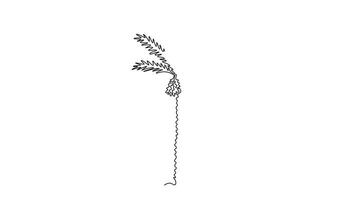 Animated self drawing continuous line draw beauty date palm tree for Arabian Middle East logo icon. Decorative phoenix dactylifera tree concept for plantation company. Full length one line animation video