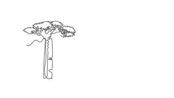 Self drawing animation of single line draw beauty and exotic baobab tree logo. Decorative giant adansonia digitata for greeting post card. Tour and travel. Continuous line draw. Full length animated video