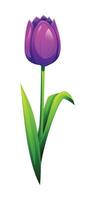 Purple tulip with smooth petals and leaves, ideal for spring designs. Cartoon illustration vector