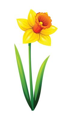 Bright yellow daffodil flower with leaves. Cartoon illustration