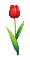 Red tulip with smooth petals and leaves, ideal for spring designs. Cartoon illustration vector