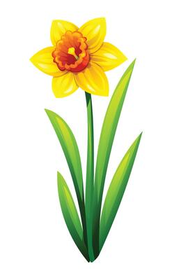 Bright yellow daffodil flower with leaves, perfect for spring and summer designs. Cartoon illustration
