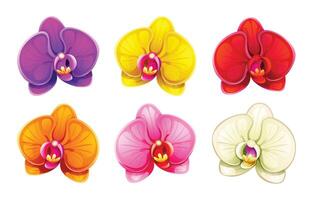 Set of orchids in different colors. Cartoon illustration vector