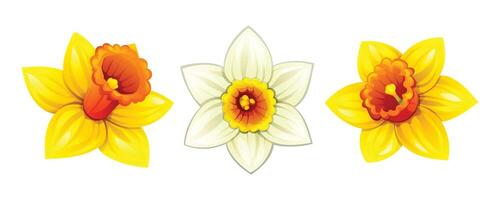 Set of daffodils in different colors. Cartoon illustration vector