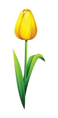 Yellow tulip with smooth petals and leaves, ideal for spring designs. Cartoon illustration