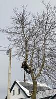 A skilled arborist wearing a safety harness and helmet uses a chainsaw to remove branches from a tall tree in a residential area. video