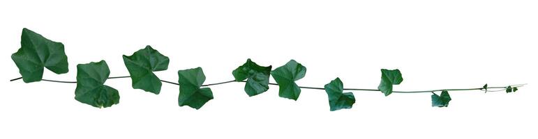 Vine plant ivy isolated isolated on white background. Clipping path photo