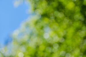 bokeh background of tree photo