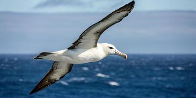 An image of an albatross, possibly depicting the majestic seabird in flight over the ocean or in its natural habitat. photo