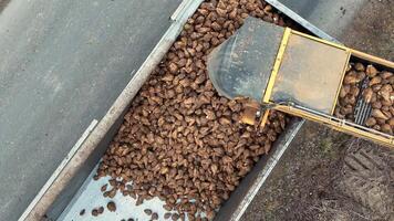 Conveyor loading sugar beets into a truck, Top view of a conveyor loading freshly harvested sugar beets into a truck bed. video