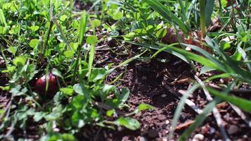 Ants creeping in the grass, shooting close-up camera movement video