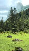 clearing in the forest in the mountains video
