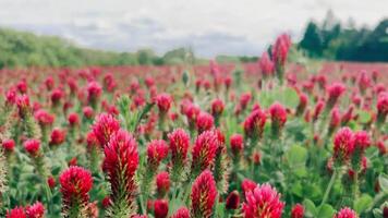 Red clover in a field on a sunny day, bees pollinate flowers video
