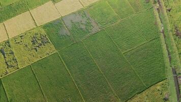 Aerial View of Lush Green Rice Fields Surrounded by Palm Trees Under a Clear Sky video