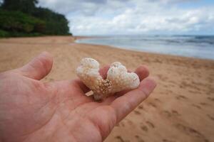 A hand holds a piece of white coral with a sandy beach, lush green vegetation, and gentle ocean waves under a partly cloudy sky in Hawaii. photo