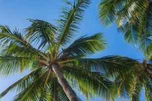 Tall palm trees with green fronds extend outward, viewed from below, set against a vibrant blue sky in a tropical setting, likely in Hawaii. photo