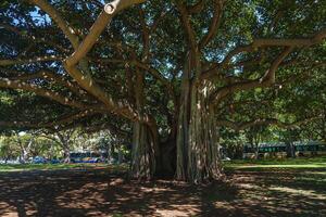 A sprawling banyan tree with dense green foliage and aerial roots in a park. Grass, dappled sunlight, parked buses, and benches are visible in the scene. photo