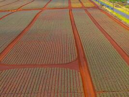 Neatly organized pineapple fields with vibrant green crops on red soil, bordered by a paved road with vehicles, in Oahu, Hawaii. photo