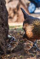 A hen with brown and golden feathers forages with striped chicks on the ground. Dry leaves, small rocks, and a large rock are visible in an outdoor setting. photo