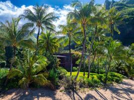 Tall palm trees surround a wooden structure near a sandy area, with forested cliffs and vibrant greenery under a clear blue sky in Kauai, Hawaii. photo