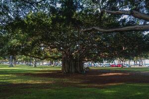 A sprawling banyan tree with twisting branches and aerial roots in a lush park. Sunlight filters through the canopy, with a waterfront in the background. photo
