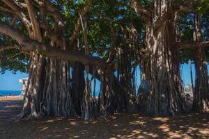 Large banyan trees with intertwining roots and branches form a canopy. A lifeguard tower and ocean are visible in the background under bright sunlight. photo