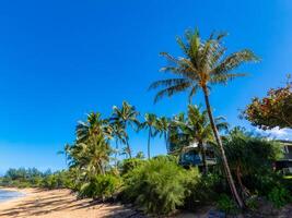 Golden sandy beach on Kauai island bordered by lush greenery and swaying palm trees. A house with large windows is nestled among the vegetation. photo
