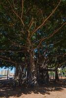 A sprawling banyan tree with dense branches and aerial roots stands in the foreground, contrasting with modern buildings in a sunny Hawaiian cityscape. photo
