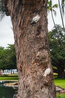 A textured tree trunk hosts two birds, one white with black markings and one fully white, surrounded by palm trees, greenery, and a small water body. photo