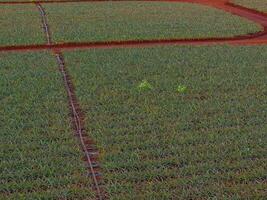 Neatly arranged rows of pineapple plants at Dole plantation on Oahu, Hawaii. Red soil contrasts with green foliage, with a track cutting through. photo