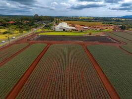 Aerial view of the Dole pineapple plantation with red soil, green crops, a white building, surrounding facilities, and a road bordered by trees. photo