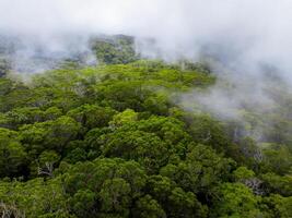 Lush tropical forest on Kauai island seen from above, with vibrant green trees and misty clouds creating a serene and textured atmosphere. photo