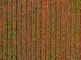 Aerial view of a pineapple plantation with green plants in neat rows across reddish brown soil, showcasing a symmetrical and vibrant landscape. photo